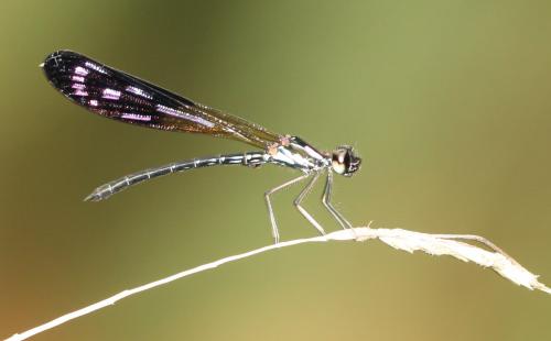 Heliocypha fenestrata